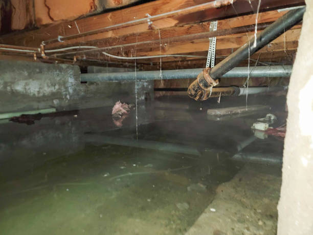 Best Water damage cleanup near me  in Edgewood, OH